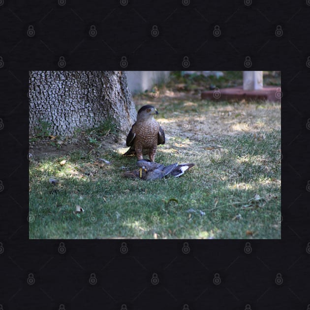 Bad Day To Be A Mourning Dove - Closeup of Falcon by ButterflyInTheAttic